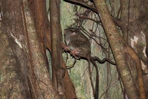 Tarsius indonesian endemic small nocturnal monkey photo