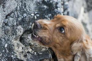 An english cocker spaniel dog licking water drops photo
