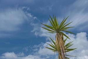 yuca tropical árbol en azul cielo antecedentes