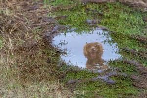 A dog spaniel running to you mirroring in water photo