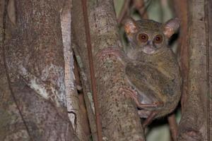 Tarsius small nocturnal monkey photo