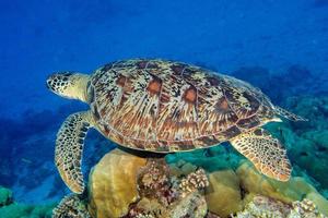 turtle coming to you underwater photo