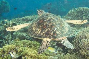 turtle coming to you underwater photo