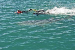 Whale Shark while racing with snorkelists photo