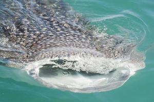 Whale Shark while eating photo