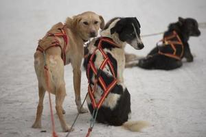 sledding with sled dog in lapland in winter time photo