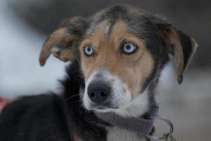 sledding with sled dog in lapland in winter time photo