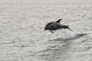 dolphin jumping in the deep blue sea photo