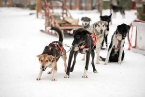 sledding with sled dog in lapland in winter time photo