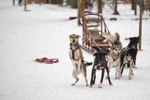 sledding with sled dog in lapland in winter time photo