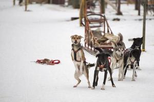 trineo con perros de trineo en Laponia en invierno foto