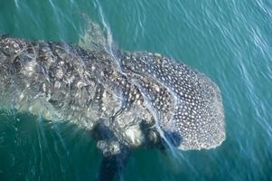 Whale Shark while eating photo