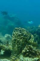 un aislado cerca arriba vistoso calamar calamar submarino en el profundo azul mar foto