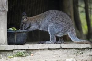 wallaby while eating photo