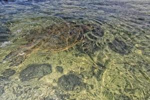 tortuga verde bajo el agua de cerca cerca de la orilla foto