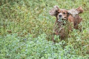 Happy Dog English cocker spaniel while running to you photo