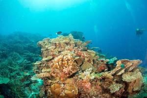 Maldives corals house for Fishes photo