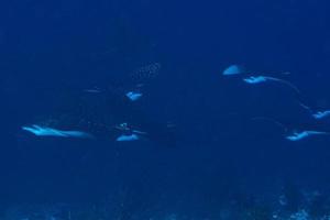 manta raya águila mientras bucea en maldivas foto