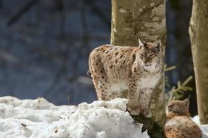 lince en la nieve foto