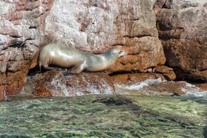 sea lion seals relaxing in baja california photo