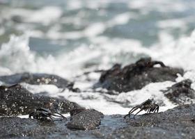 cangrejo en las rocas de lava en hawaii foto