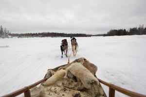 sledding with sled dog in lapland in winter time photo