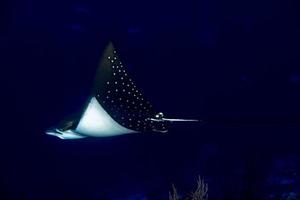 eagle ray manta while diving in Maldives photo