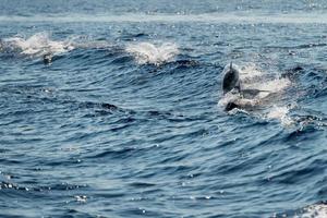 Dolphins while jumping in the deep blue sea photo