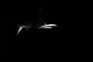 Grey shark jaws ready to attack underwater close up portrait photo