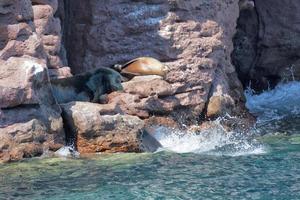 sea lion seals relaxing photo