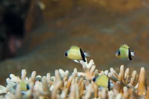 A colorful fish on hard coral macro in Cebu Philippines photo