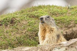 Isolated marmot portrait outside its nest photo