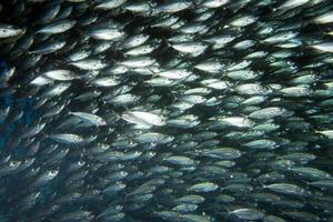 dentro de un banco de peces bajo el agua. foto