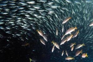 Inside a school of fish underwater photo