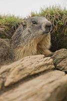 aislado marmota retrato fuera de sus rocas nido foto