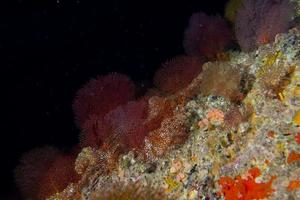 coral gorgonia en el océano azul profundo foto