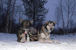 sledding with sled dog in lapland in winter time photo