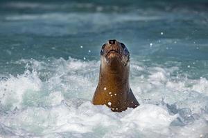 sea lion on foam and sea wave photo