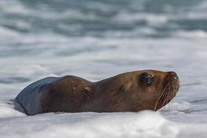 león marino sobre espuma y ola marina foto