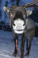 reindeer portrait in winter snow time photo