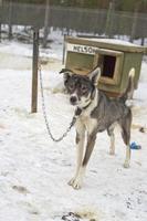 sledding with sled dog in lapland in winter time photo