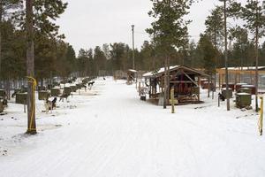 sledding with sled dog in lapland in winter time photo