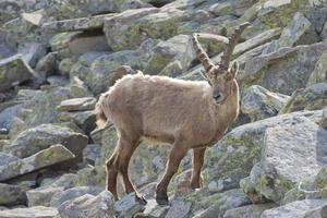 Isolated ibex long horn sheep Steinbock photo