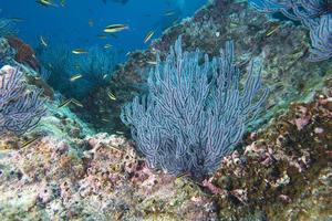 un vistoso gorgonia coral foto