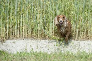 Perro feliz cocker spaniel inglés mientras corre hacia ti foto