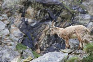 Isolated ibex long horn sheep Steinbock photo