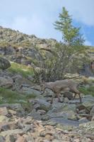 Isolated ibex long horn sheep Steinbock photo