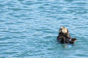 mar nutria en Príncipe Guillermo sonido, Alaska foto