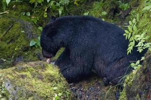 oso negro aislado mientras come un salmón en alaska foto