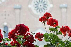 red flowers on medieval church background photo